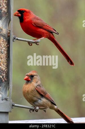 Männliche und weibliche Northern Cardinals auf dem Futterhäuschen zusammen Stockfoto