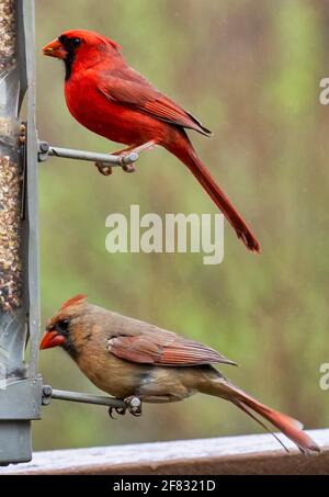 Männliche und weibliche Northern Cardinals auf dem Futterhäuschen zusammen Stockfoto