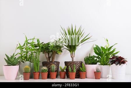 Verschiedene Hauspflanzen. Sammlung von Sukkulenten und verschiedenen Arten von Kakteen in einem Topf gegen weiße Wand. Stockfoto
