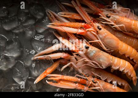 Rohe Langoustines oder die in der Dublin Bay gefangenen Garnelen Nephrops norvegicus wurden aus einem Supermarkt in t gekauft Stockfoto