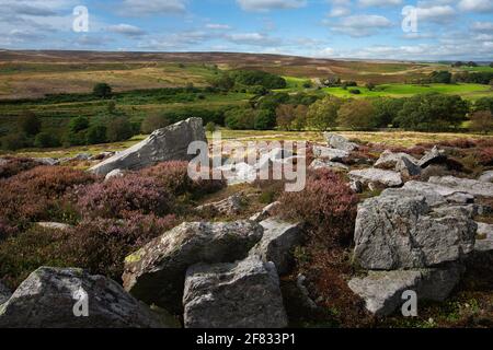 Im Sommer im North York Moors National Park in der Nähe von Goathland, Yorkshire, Großbritannien, findet man eine schroffe Moorlandschaft mit großen Felsbrocken und blühenden Wildheiden. Stockfoto