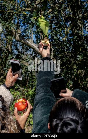 Park-Nutzer füttern die sehr häufig vorkommenden grünen Sittiche per Hand, am 2. April 2021 im Kensington Park in London, England. Nach Angaben der RSPB ist der ringhalsige oder rosarinierte Sittich der häufigste eingebürgerte Papagei Großbritanniens. Es wurde in den 1970er Jahren in freier Wildbahn etabliert, nachdem Vögel in Gefangenschaft entkommen oder freigelassen wurden. Es ist ein bekannter Bewohner des Großraums London und brütet gemeinschaftlich in großen Scharen. Stockfoto