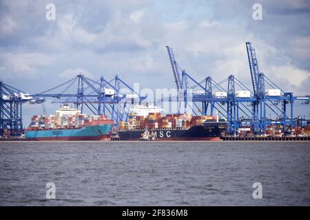 Die Containerschiffe MSC Geneva und Seago Piraeus dockten im Hafen von Felixstowe, Suffolk, Großbritannien, an. Stockfoto