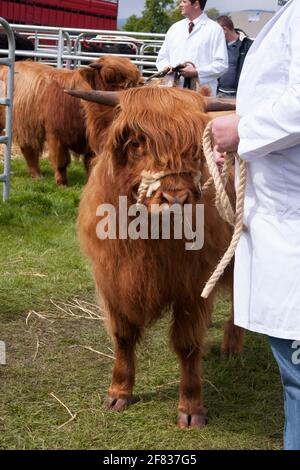 Highland Kalb bereit für den Showring auf der Drymen Show, Stirlingshire, Schottland Stockfoto