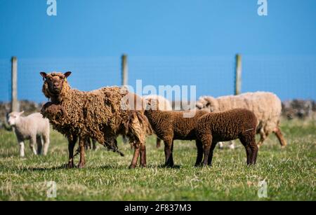 East Lothian, Schottland, Vereinigtes Königreich, 11. April 2021. UK Wetter: Shetland Schafe und Lämmer in der Sonne. Die Lämmer sind 6-7 Wochen alt. Dieses Mutterschaf sieht sehr straggly aus, wird aber nicht vor Mai geschert werden Stockfoto