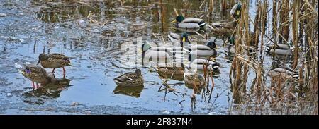 Enten überwintern auf einem eisigen Teich in einem Stadtpark Stockfoto