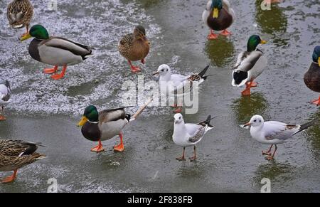 Enten überwintern auf einem eisigen Teich in einem Stadtpark Stockfoto