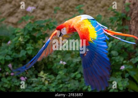 Ein scharlachroter Aras (Ara macao) ein leuchtend roter, lebhafter Papagei im Flug, der leuchtend blaue, rote und gelbe Farben zeigt Stockfoto