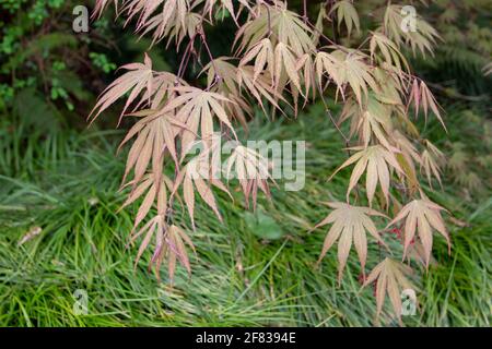 Acer palmatum oder japanischer Ahorn und ophiopogon japonicus im orientalischer Garten Stockfoto