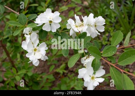 Exochorda x macrantha oder Birnbuschpflanze Zweig mit weißer Blume Trauben und Blätter Stockfoto