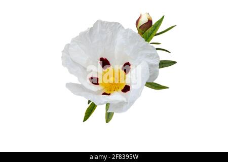 Labdanum- oder Kaugummi-Steinrose-Blüte isoliert auf Weiß. Cistus ladanifer. Stockfoto