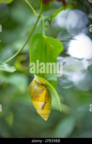 Schnecke mit gelber Schale auf grünem Blatt Stockfoto