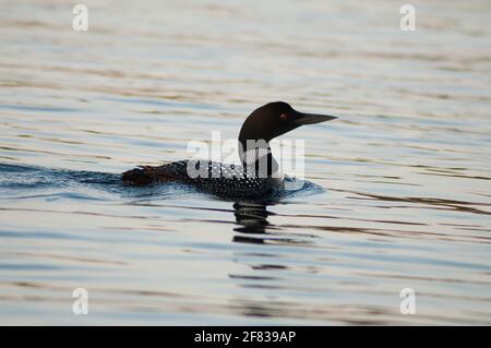 Gemeiner Loon (Gavia immer) Schwimmen und Jagd nach Fischen auf dem See Kashwakamak im Osten Ontario Stockfoto