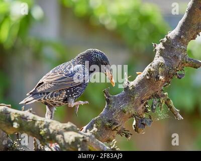 Starling, Sturnus Vulgaris, ernährt sich von Mealwürmern, die in gebohrten Löchern eines alten Astes versteckt sind Stockfoto