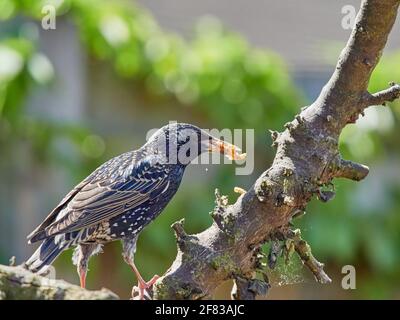 Starling, Sturnus Vulgaris, ernährt sich von Mealwürmern, die in gebohrten Löchern eines alten Astes versteckt sind Stockfoto