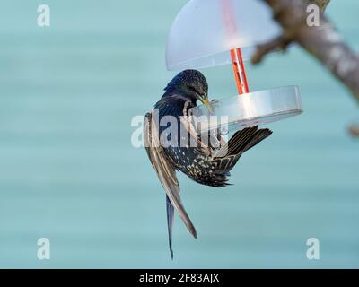 Starling, Sturnus Vulgaris, füttert Suet Pellets von einem Vogelfutterhäuschen in einem typischen britischen Garten Stockfoto