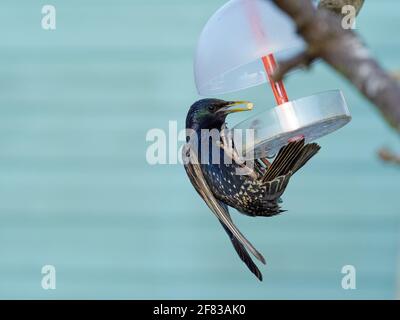 Starling, Sturnus Vulgaris, füttert Suet Pellets von einem Vogelfutterhäuschen in einem typischen britischen Garten Stockfoto