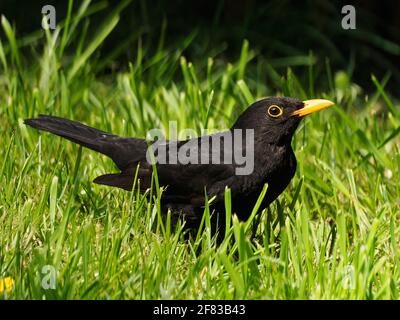 Amsel, Turdus Merula, Seaching nach Nahrung im Gras eines typischen britischen Hintergartens Stockfoto