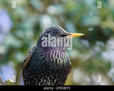 Pro Capture Birds Stockfoto