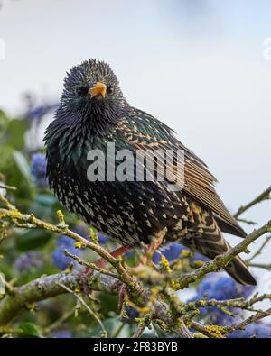 Pro Capture Birds Stockfoto