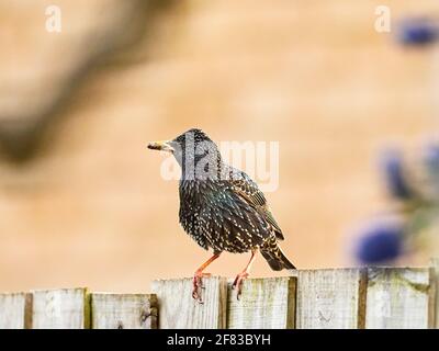 Pro Capture Birds Stockfoto