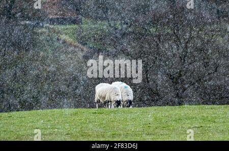 UK Wetter, Whitewell, Clitheroe, Lancashire. 11. April 2021 Schafe in einem Schneeschauer in Whitewell, Clitheroe, Lancashire. Quelle: John Eveson/Alamy Live News Stockfoto