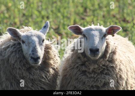 Schafe weiden auf dem Feld zu laming Zeit im Frühjahr in North Yorkshire, Großbritannien Stockfoto