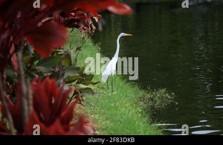 salvador, bahia, brasilien - 29. januar 2021: Der Weißreiher (ardea alba) wird am Ufer des Doro de Tororo Sees in der Stadt Salvador gesehen. Stockfoto
