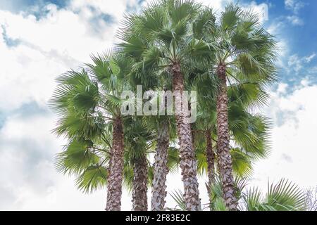 Sabal Palmen in bewölktem Himmel Hintergrund Stockfoto