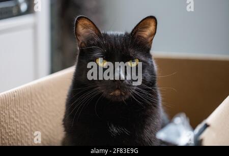 Kopf einer schwarzen Katze mit gelben Augen, die drinnen in einem Karton sitzt Stockfoto