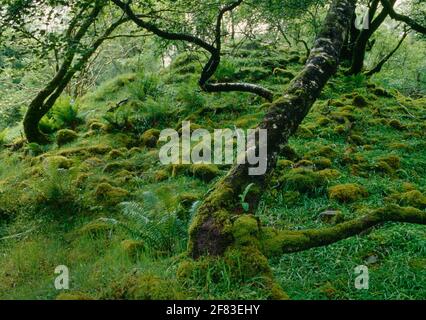 Blick nordwestlich von Cnocan nan Gobhar (Berg der Ziegen) Neolithischer Cairn in einem Wald über dem NE-Ufer des Abhuinn Cille Mhaire, Kilmarie, Skye, Schottland, Großbritannien Stockfoto