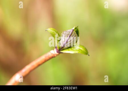 Grüne Knospe, die auf trockenen Baumzweigen der Hydrangea wächst Stockfoto