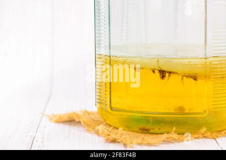 Kombucha-Tee mit Messlöffel im Glasgefäß, gesunde fermentierte Nahrung, probiotische Ernährung Getränk für ein gutes Gleichgewicht Verdauungssystem. Stockfoto