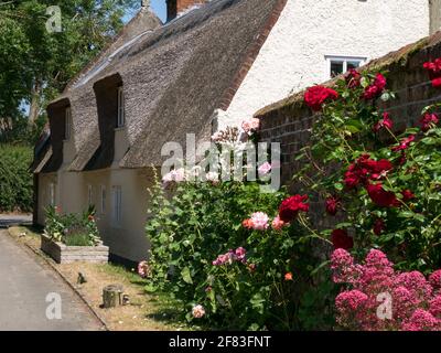 Landhaus mit Reetgedeckten Pflanzen im Sommergarten, im Weiler St. James, Coltishall, Norfolk, England, Großbritannien Stockfoto