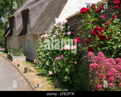 Landhaus mit Reetgedeckten Pflanzen im Sommergarten, im Weiler St. James, Coltishall, Norfolk, England, Großbritannien Stockfoto