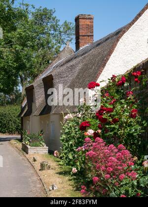 Landhaus mit Reetgedeckten Pflanzen im Sommergarten, im Weiler St. James, Coltishall, Norfolk, England, Großbritannien Stockfoto