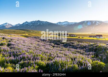 Kurvenreiche Straße, die durch eine ländliche Landschaft mit Bergen im Hintergrund und einer blühenden Wiese im Vordergrund unter Mitternachtssonne führt. Streulicht. Stockfoto