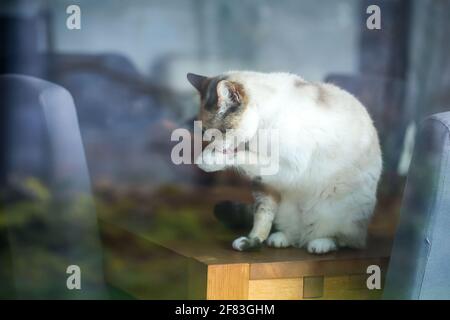 Nahaufnahme einer weißen Katze Stockfoto