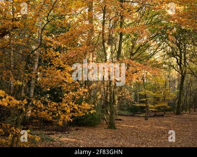 Wunderschöne goldene Herbstfarbe im alten Woodland, Mousehhold Heath, Norwich, Norfolk, England, VEREINIGTES KÖNIGREICH Stockfoto