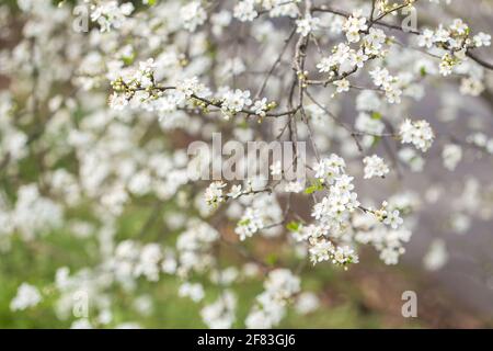 Prunus spinosa, auch Schlehdorn oder Schlehe genannt, ist eine blühende Pflanze aus der Rosengewächse der Familie Rosaceae Stockfoto