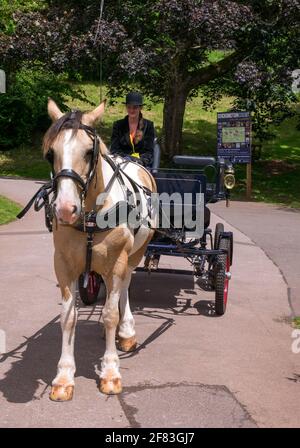 Reiten mit Pferd und Kutsche im historischen Dorf Cockington, Torquay, Devon, England, Großbritannien, Stockfoto