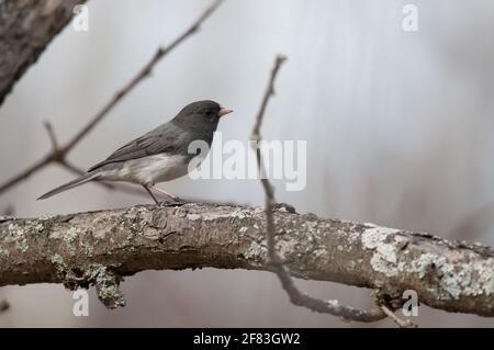 Dunkeläugige Junco auf Baumzweig Stockfoto