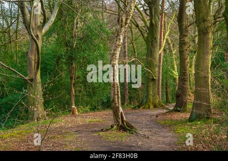 Eine Vielzahl von Baumarten in weichem Licht in Newfield Spring Wood, einem alten Waldgebiet in Jordanthorpe, in der Nähe von Sheffield Stockfoto