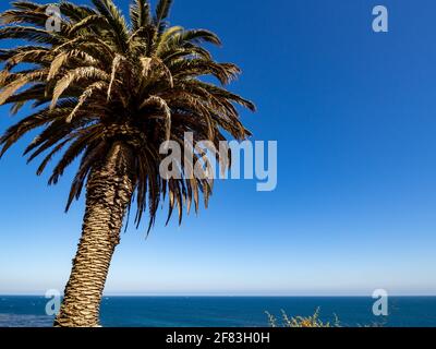 Blick auf den blauen Himmel mit einer hohen Palme Im Vordergrund Stockfoto