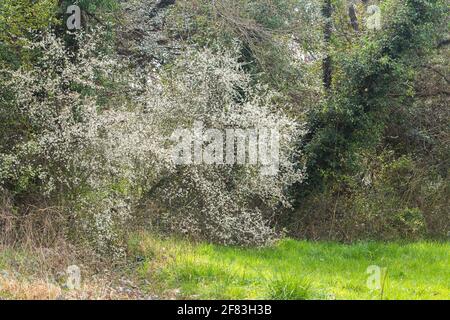 Landschaft im Wald im Frühjahr mit Schlehdorn blüht Blumen Stockfoto