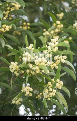 Australisches Schwarzholz (Acacia melanoxylon) blüht auf Ästen Stockfoto