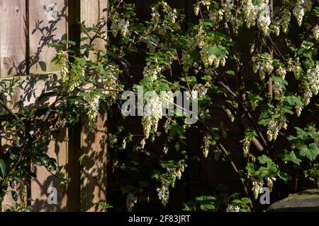 Ribes Sanguineum weiße Eiszapfen Stockfoto