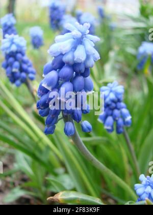 Blaue Muscari, sort Ocean Magic, Armeniacum Viola. Viele blaue Muscari-Blüten in Grün. Frühling Muscari Hyazinthe Blumen. Wunderschöner blauer Frühlingsurlaub n Stockfoto