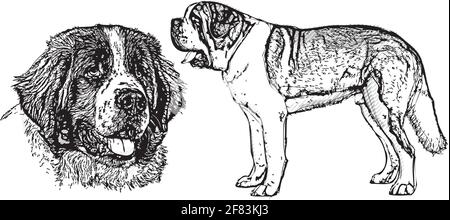 saint bernard Hund Vektor Illustration Stock Vektor