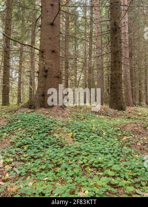 Holz-Sauerampfer-Pflanze, die in mesotrophem, kräuterreichem Wald wächst Stockfoto